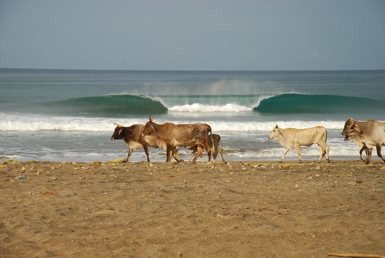 El Limón Surf Sanctuary酒店 外观 照片